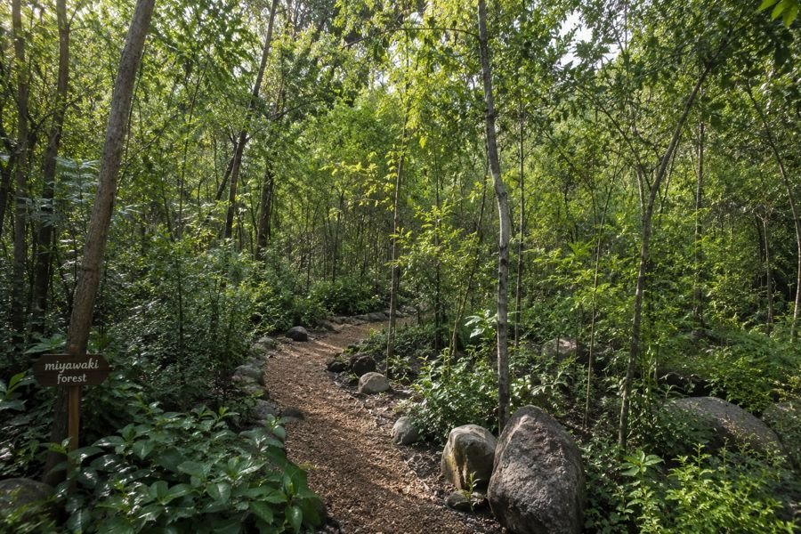 Path through the young, dense Miyawaki forest