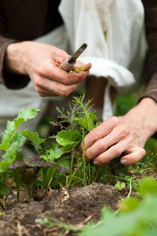 Hands tending the soil among the kitchen garden rows